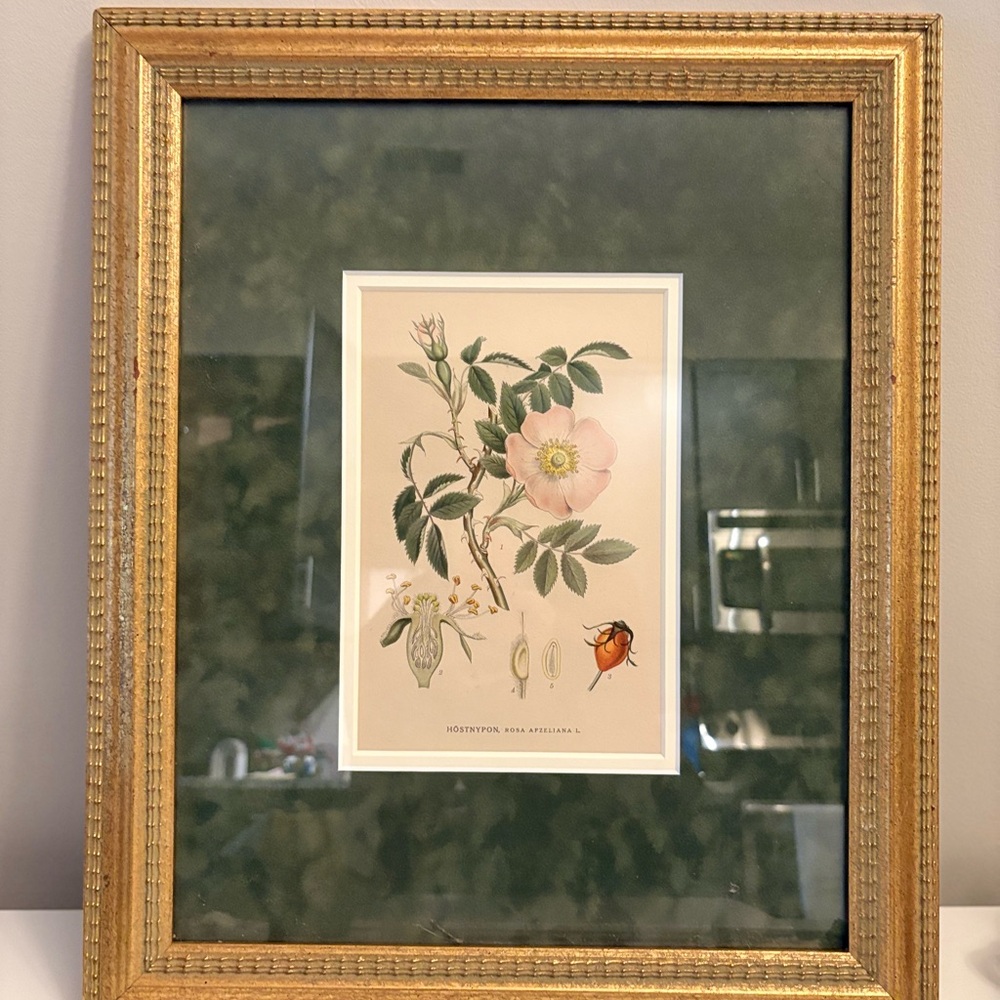 Framed Botanical Art Print with Gold Frame